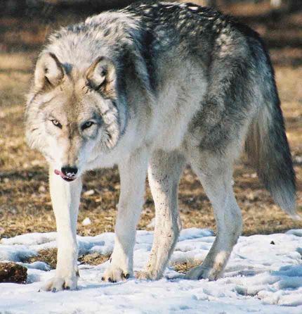 Timber Wolf